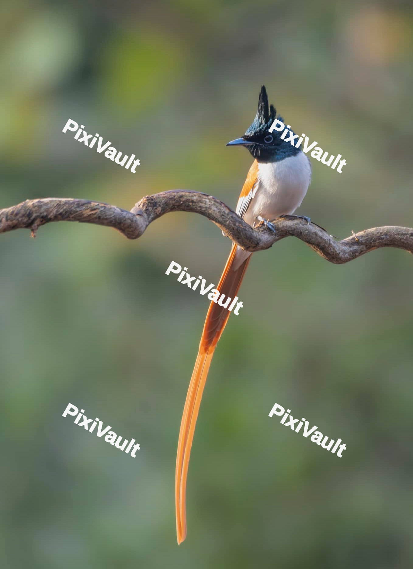 Indian paradise Flycatcher Bird